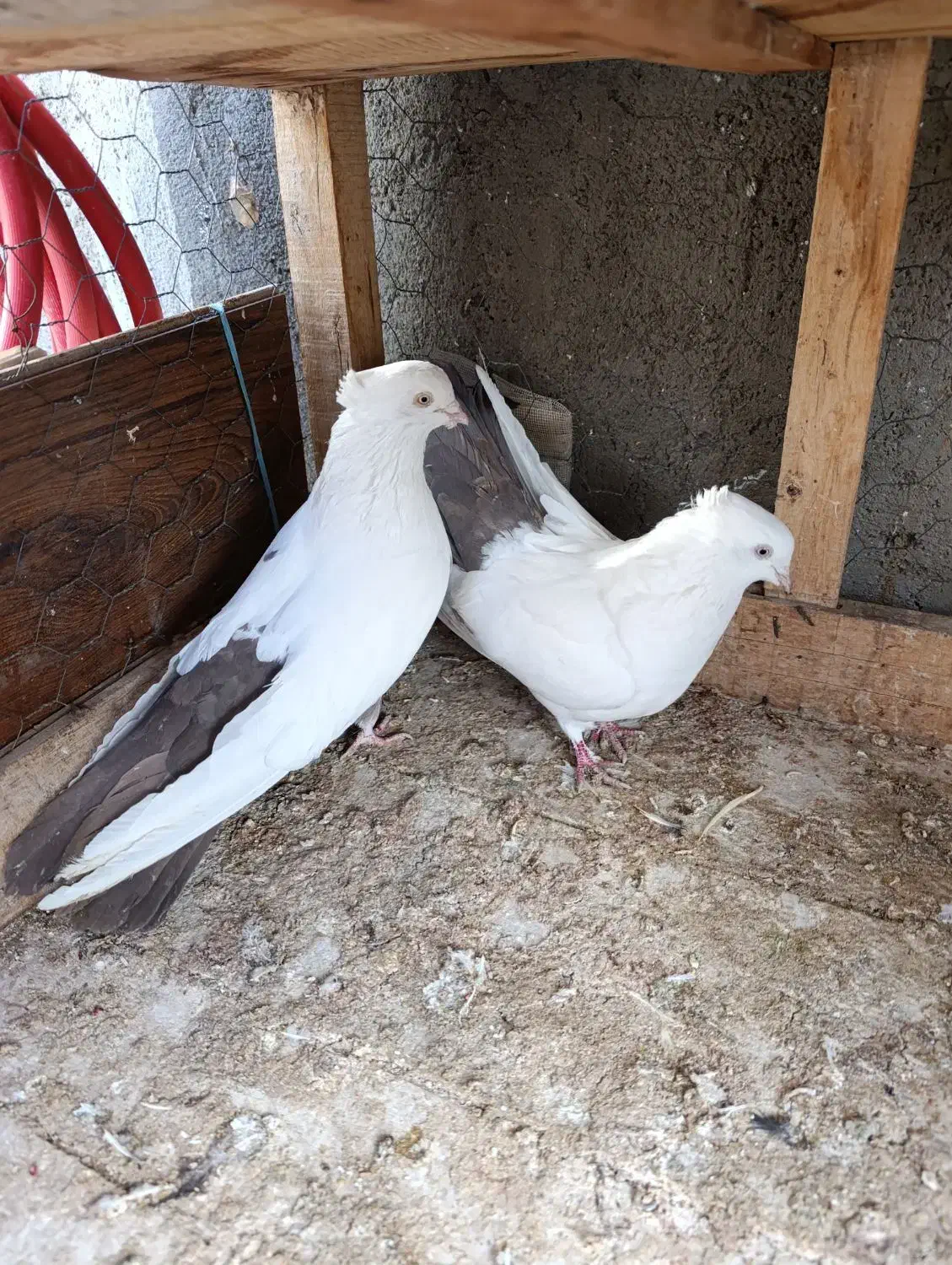 کبوتر دم بادمجانی|پرنده|میانه, |دیوار