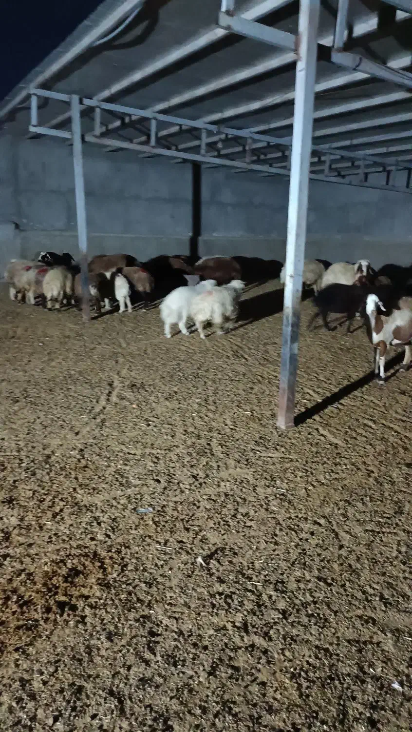 گوشت وگوسفند زنده بز و بره میش چاق|حیوانات مزرعه|پلدختر, |دیوار