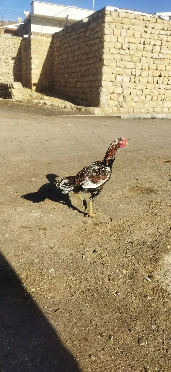 خروس لاری زیبا|حیوانات مزرعه|گوآور, |دیوار