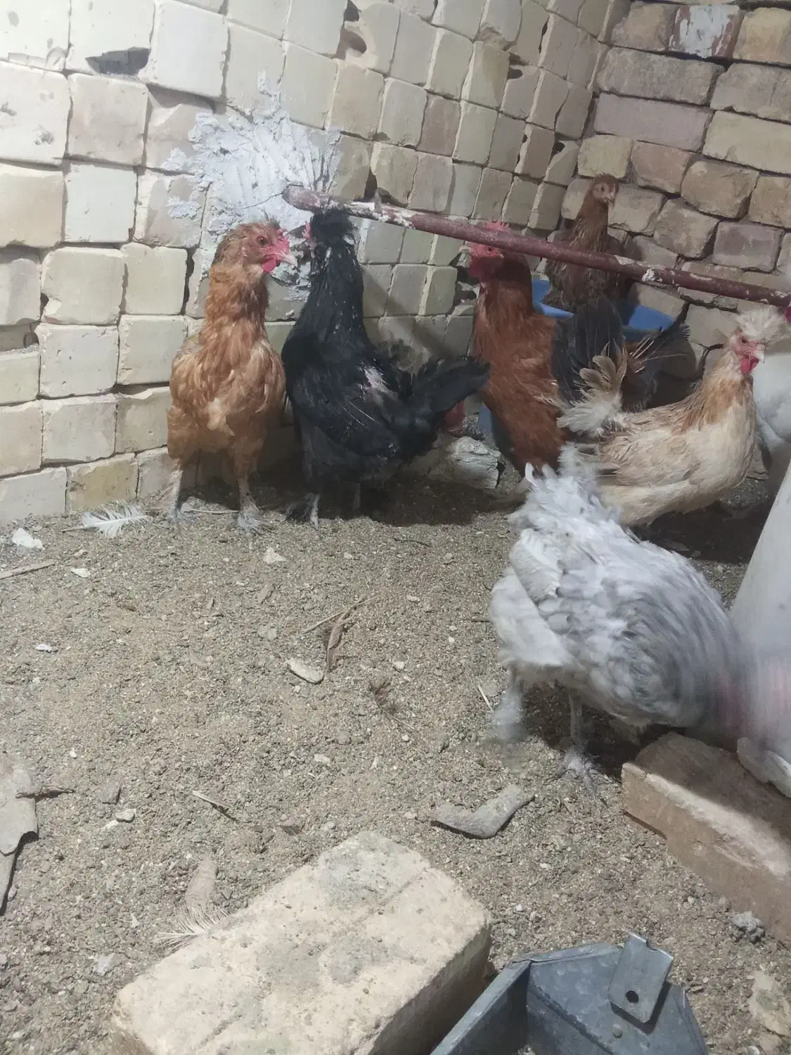 مرغ تخمی|حیوانات مزرعه|کاشان, حسن آباد|دیوار