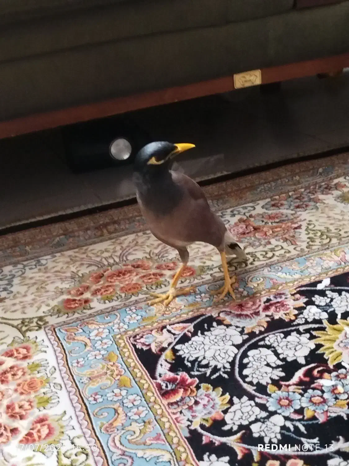 مرغ مینا|پرنده|پاکدشت, پاکدشت (مامازند)|دیوار