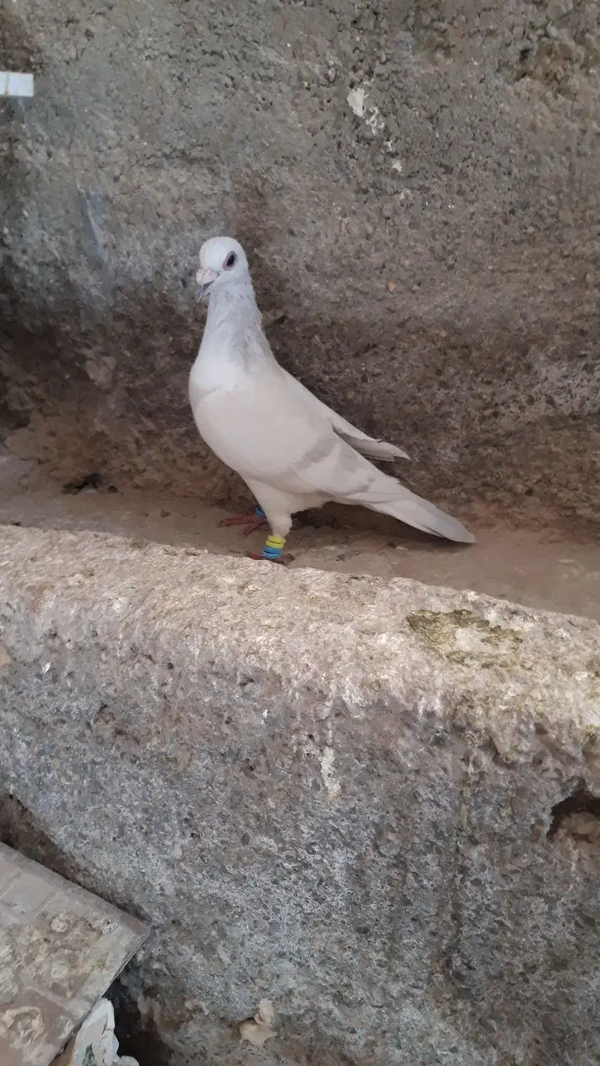 کبوتر شامی|پرنده|سیدآباد, |دیوار