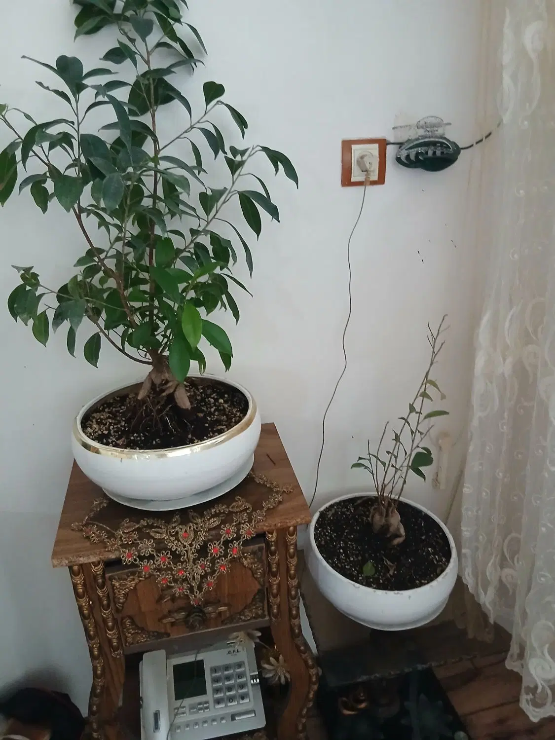 گل بنسایی|گل و گیاه طبیعی|باسمنج, |دیوار