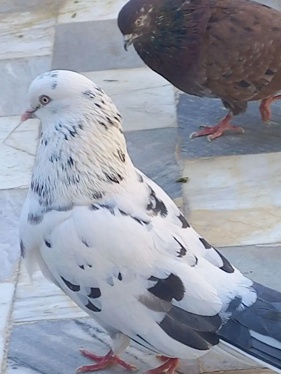 کفتر|پرنده|قم, شهید صیاد شیرازی|دیوار