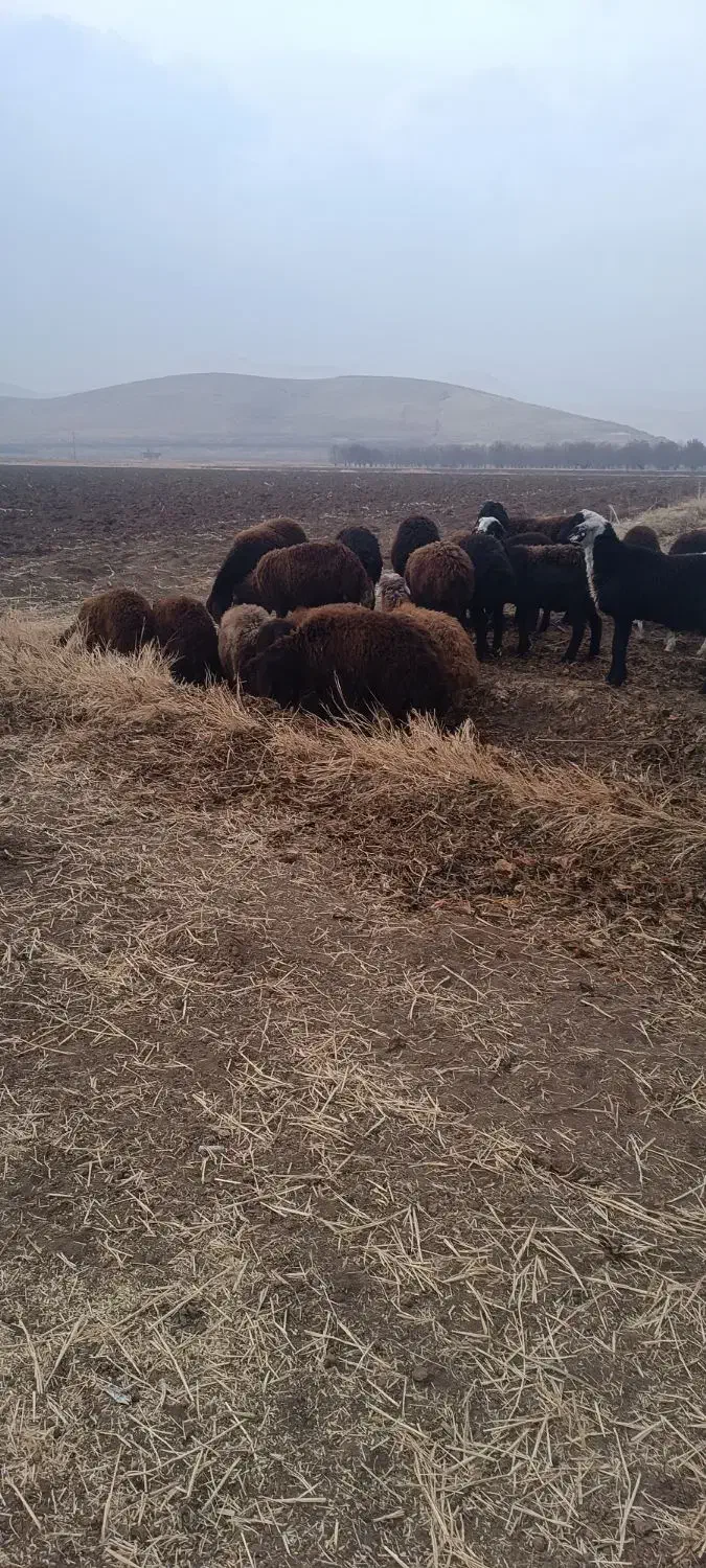 61بره نر دشتی نیم گوشت36ملیون|حیوانات مزرعه|نقده, |دیوار