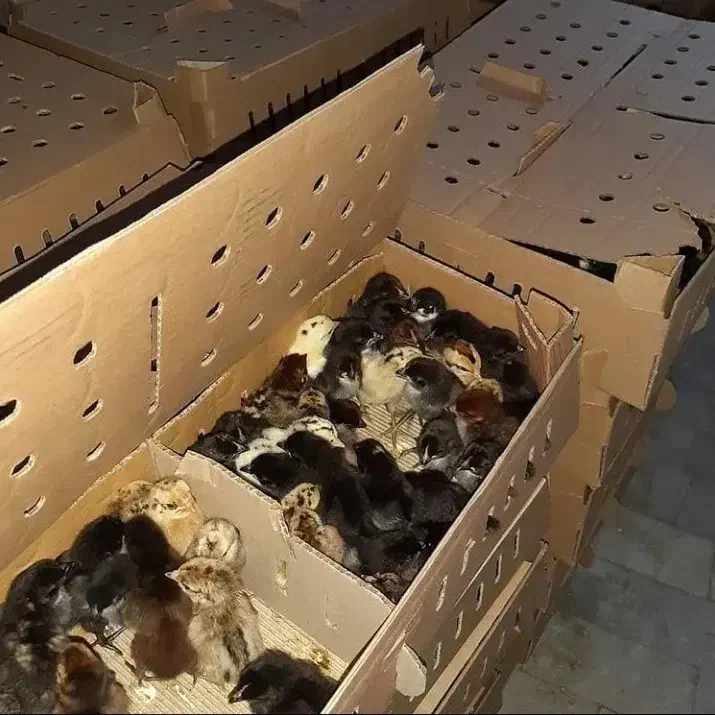 فروش جوجه محلی و رنگی و زینتی واردک|حیوانات مزرعه|شیراز, کرونی(خاتونک)|دیوار