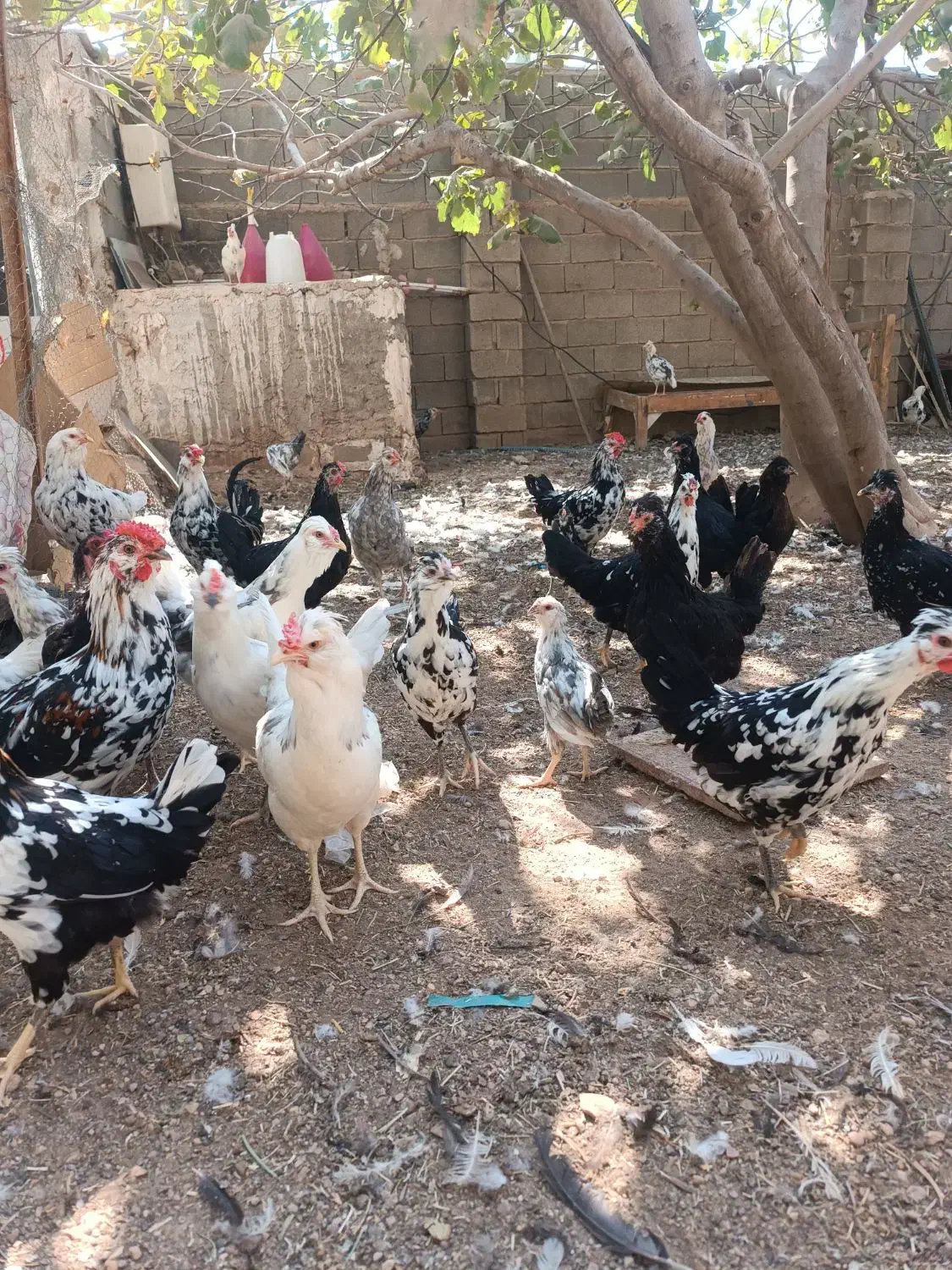 فمرغ گلین فول|حیوانات مزرعه|شیراز, کیان آباد|دیوار