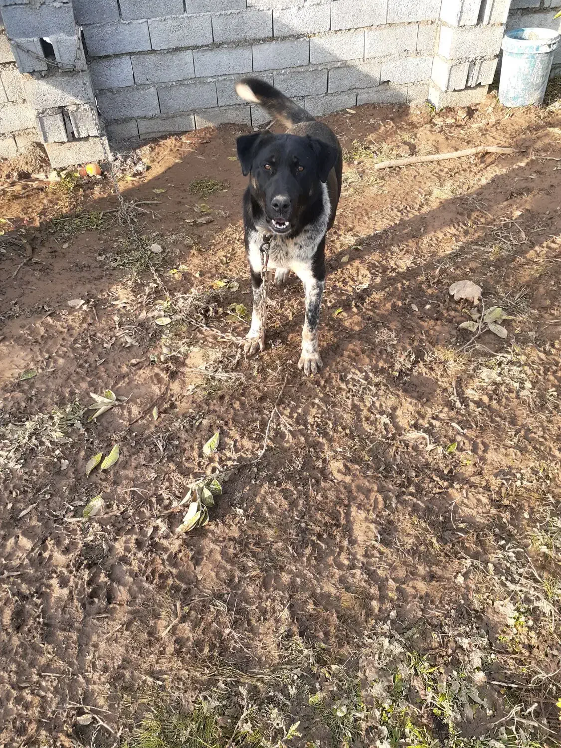 سگ سرابی|سگ|قائم‌شهر, |دیوار