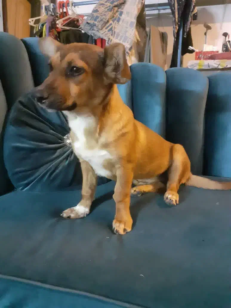 واگذاری سگ خونگی|سگ|اصفهان, سپاهانشهر|دیوار