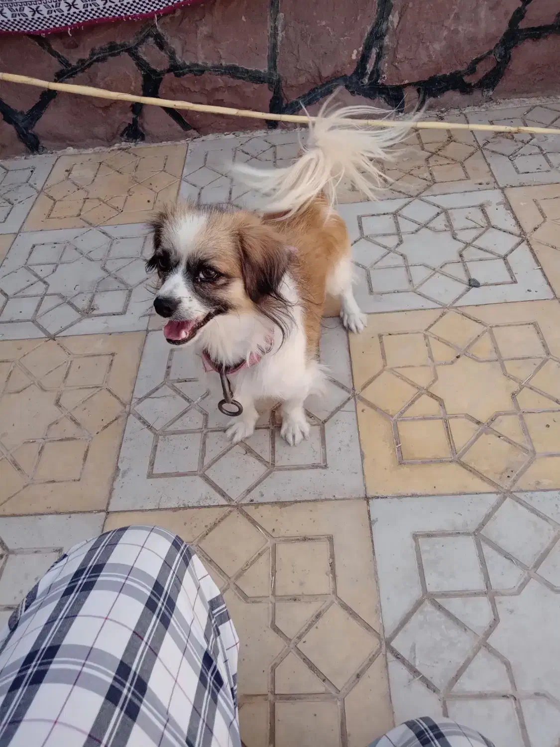 سگ پاکوتاه|سگ|سبزوار, کهنه آب|دیوار