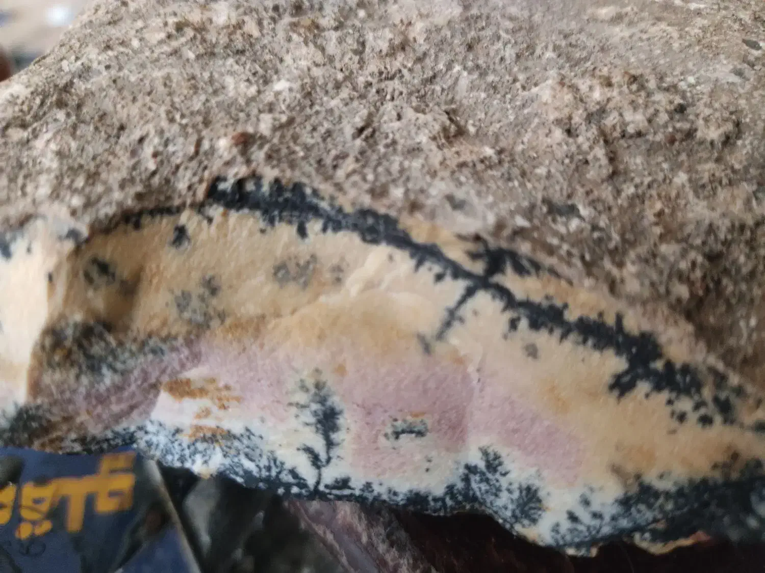 شجر|کلکسیون اشیاء عتیقه|شیراز, دشت چنار|دیوار