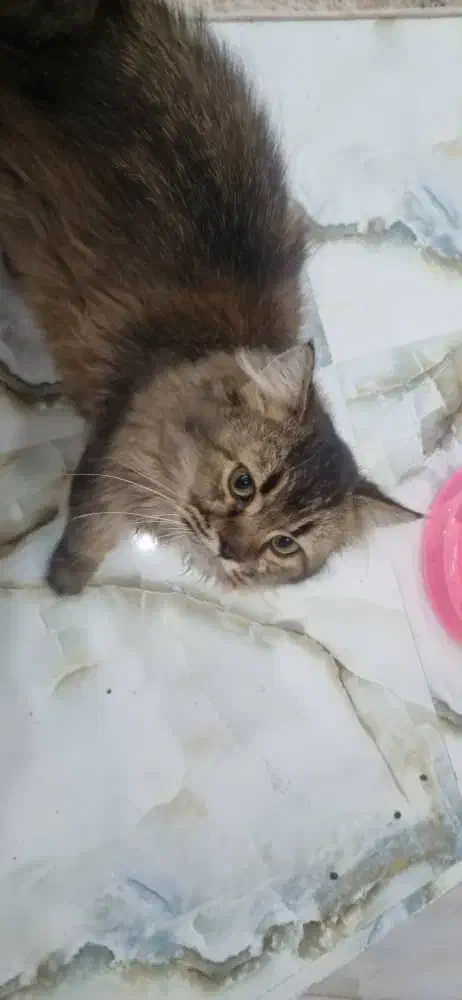 گربه بریتیش شناسنامه دار|گربه|سیرجان, |دیوار