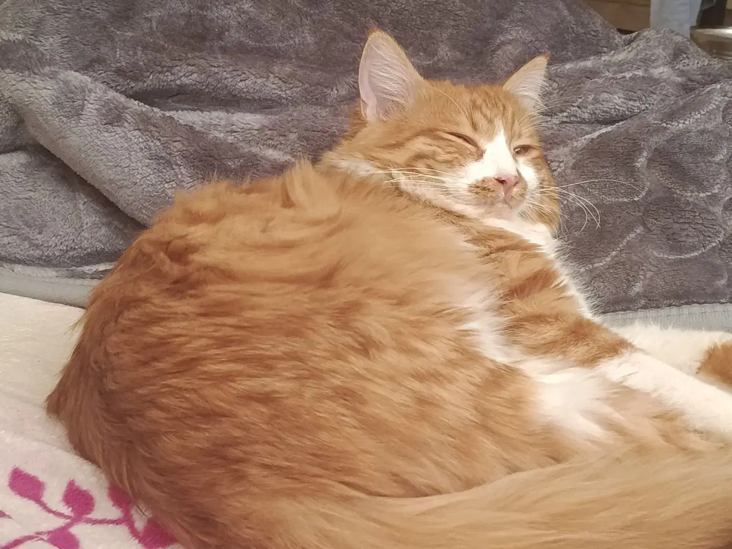 گربه خونگی|گربه|شیراز, خلیلی|دیوار