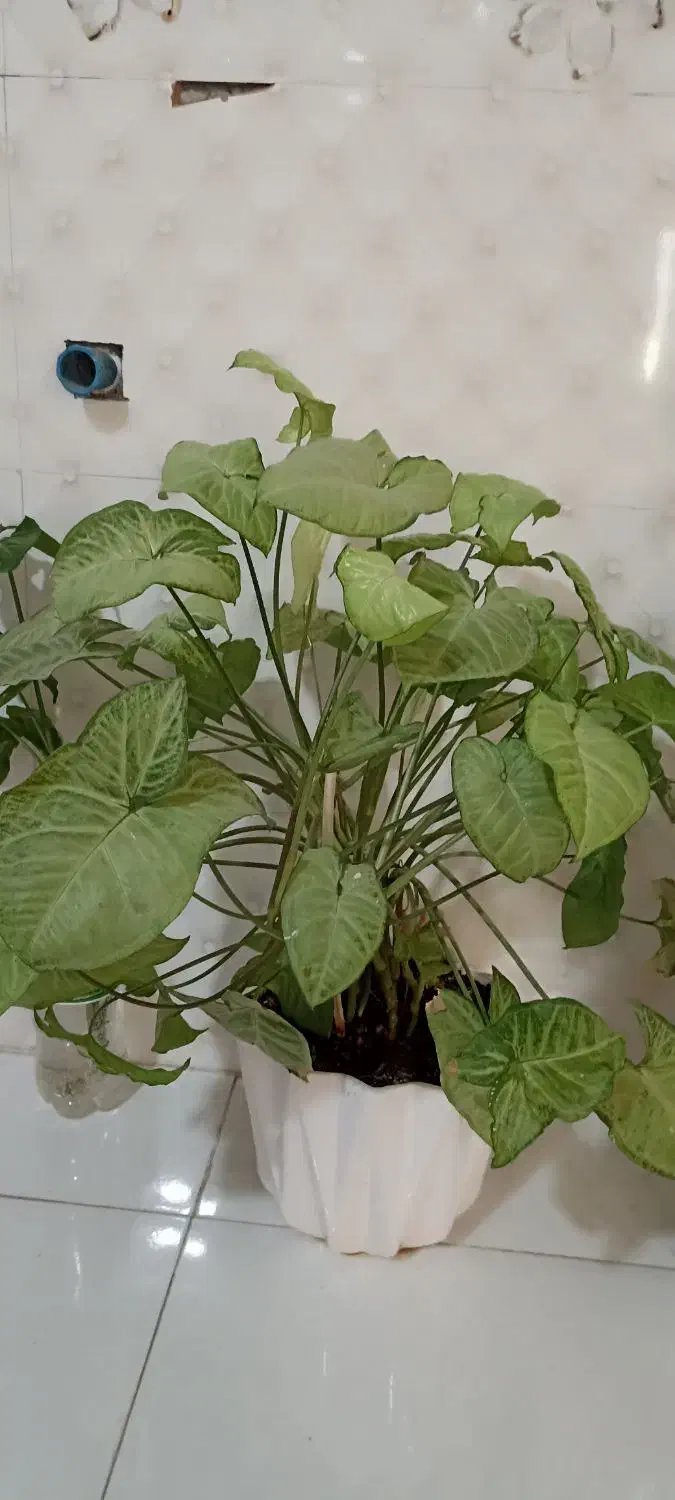 گلهای زیبا|گل و گیاه طبیعی|سرپل ذهاب, |دیوار