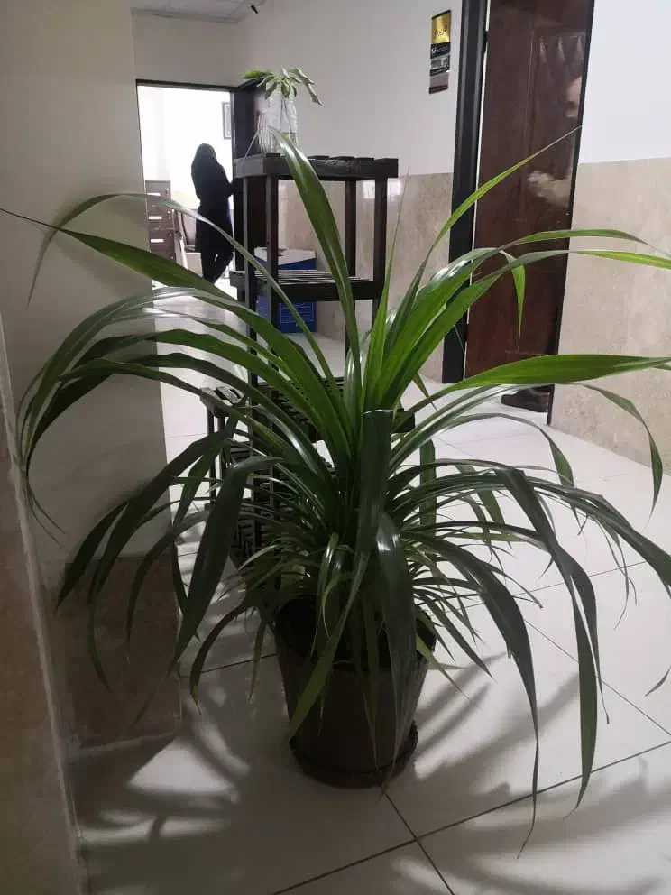 گل پاندانوس و ذرتی|گل و گیاه طبیعی|شیراز, باغ تخت|دیوار