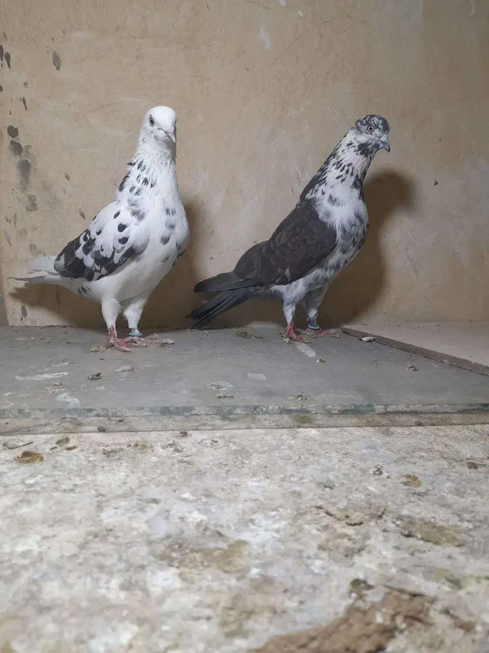 یه جفت،نرماده،سوسکی پرستی|پرنده|برخوار, |دیوار