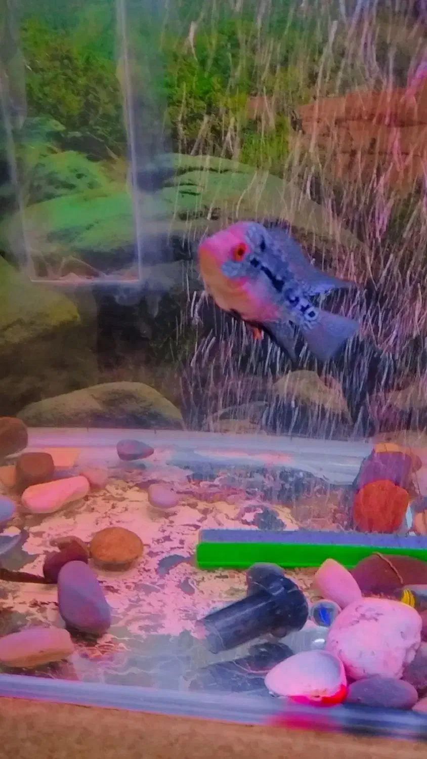 جوجه فلاور رد دراگون|ماهی|کرج, حصارک پایین|دیوار