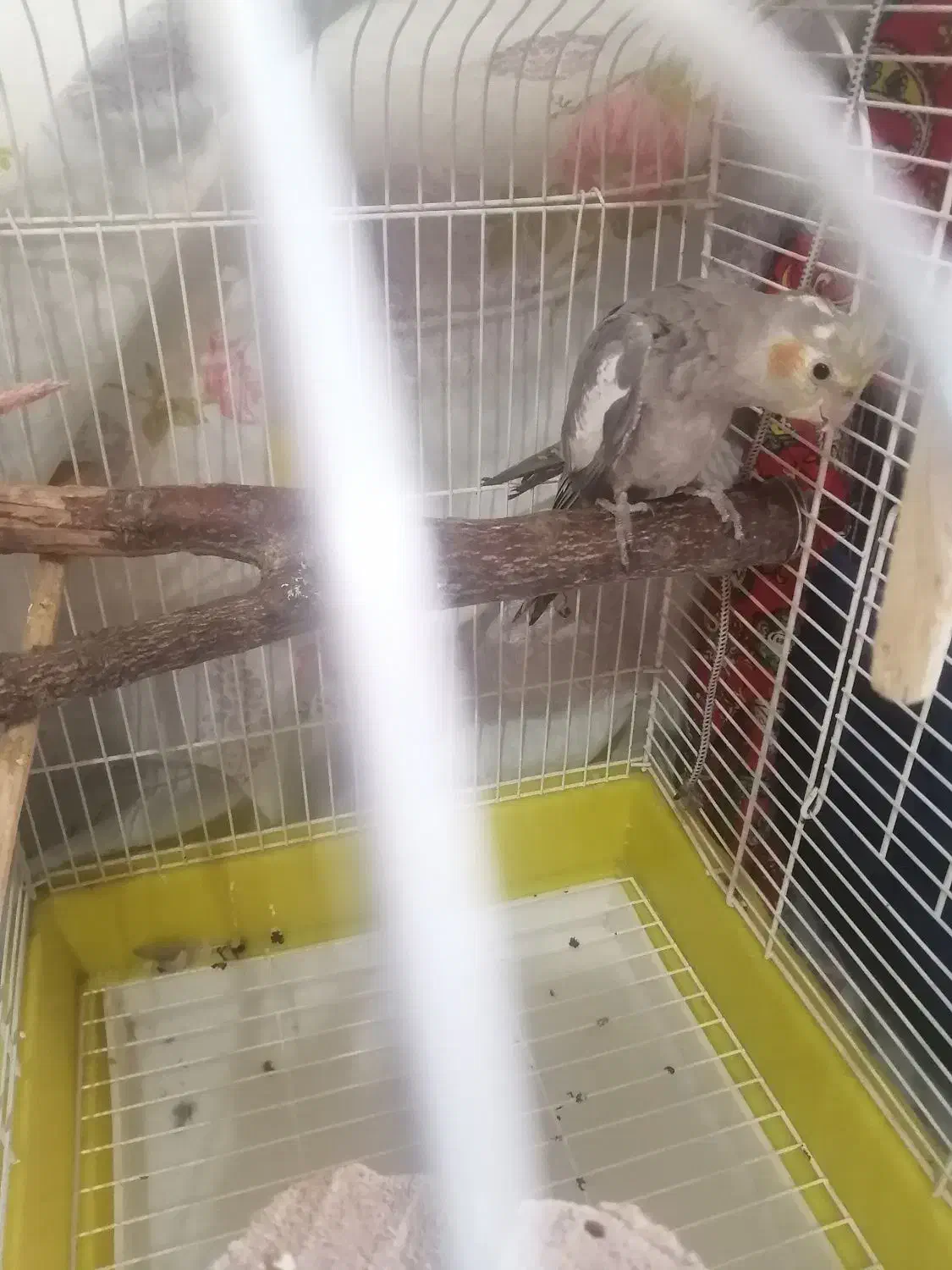 عروس هلندی دستی|پرنده|زنجان, |دیوار