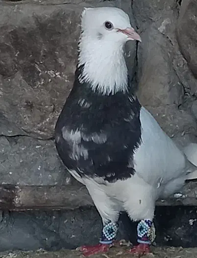 نر مست|حیوانات|دورود, |دیوار