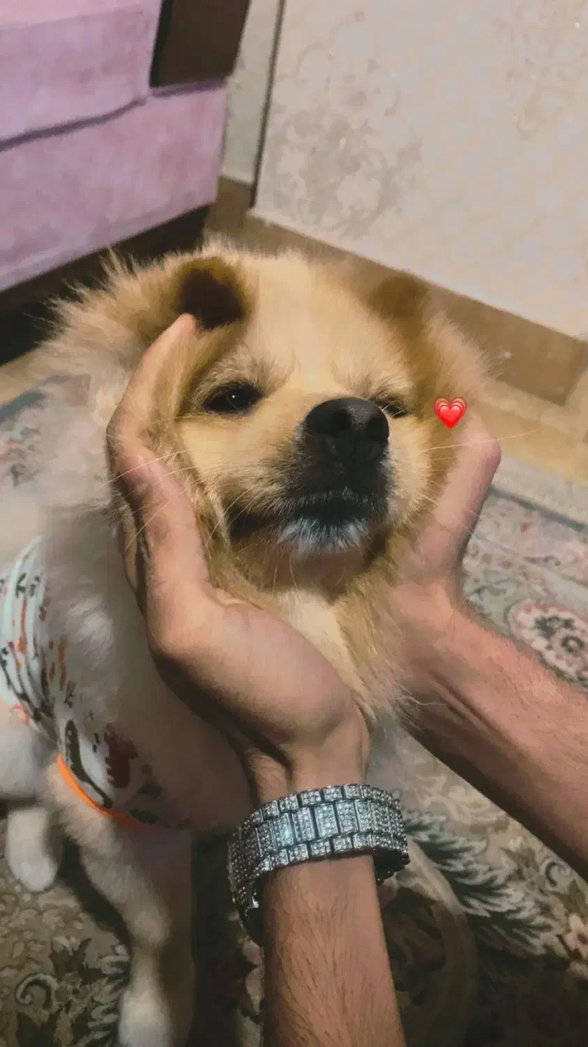 سگ آموزش دیده فوق العاده|سگ|پاکدشت, پاکدشت (مامازند)|دیوار