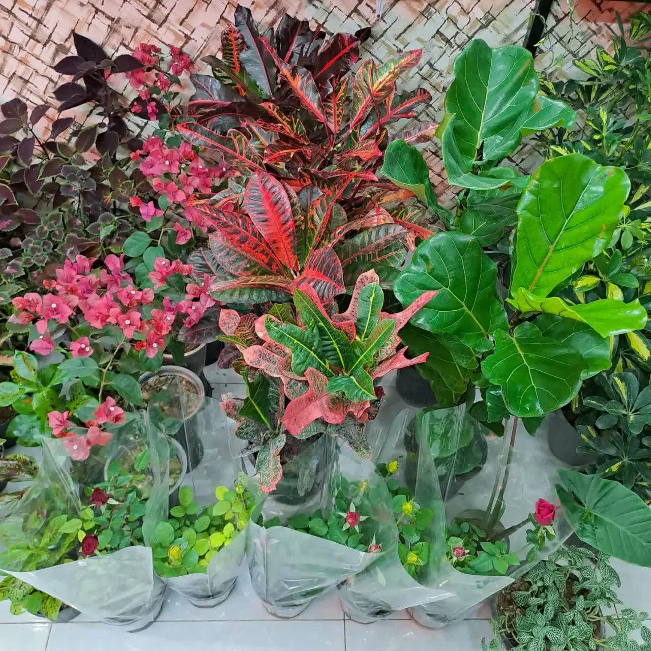 گل های آپارتمانی سانسوریا حراج|گل و گیاه طبیعی|اصفهان, پوریای ولی|دیوار