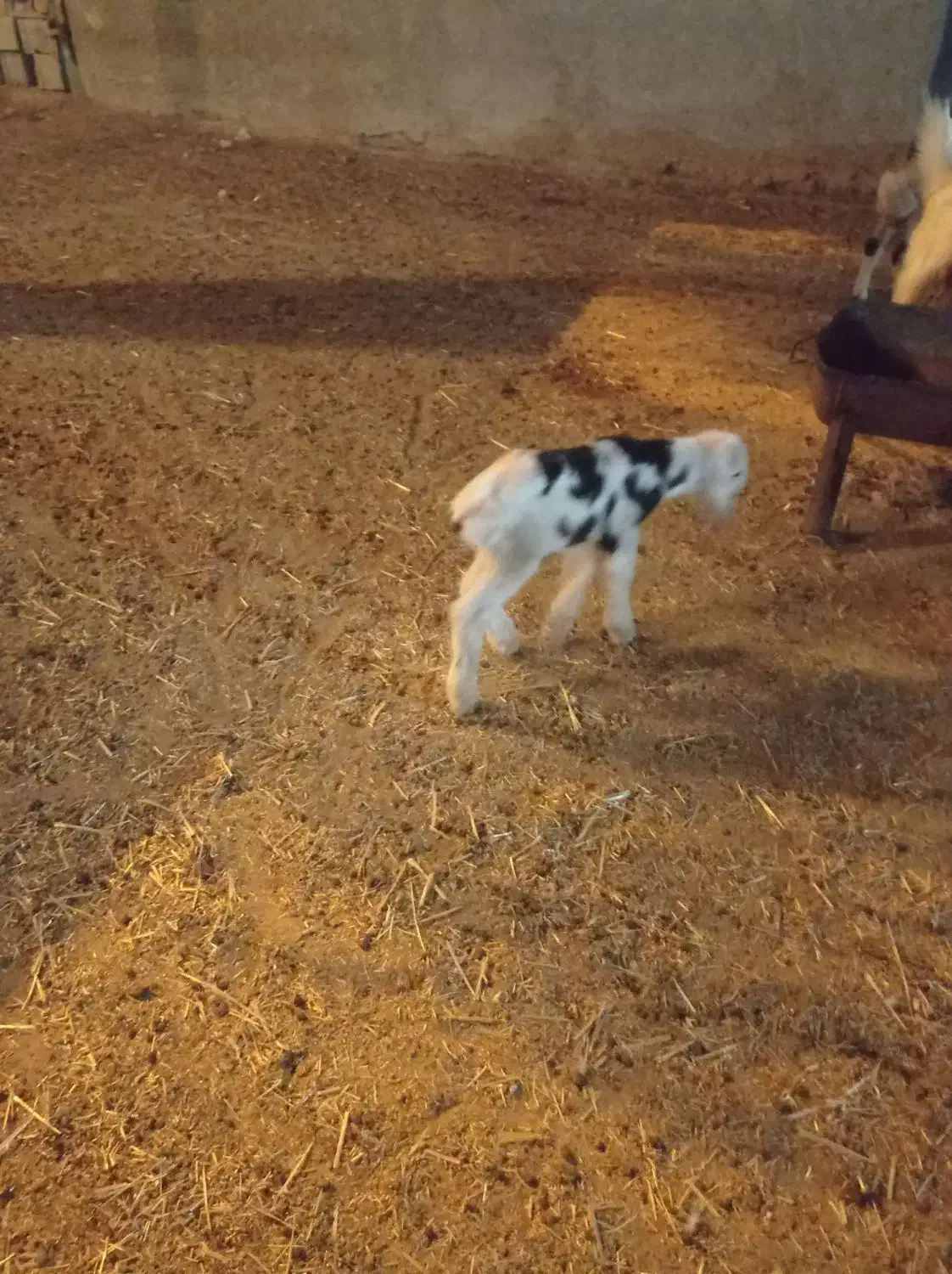 دو عدد بره|حیوانات|جویم, |دیوار