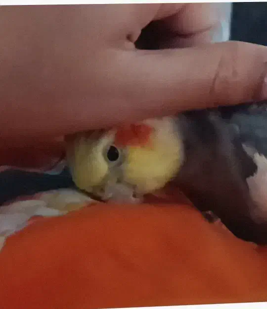 عروس هلندی نر سخنگو|پرنده|آستانه اشرفیه, |دیوار