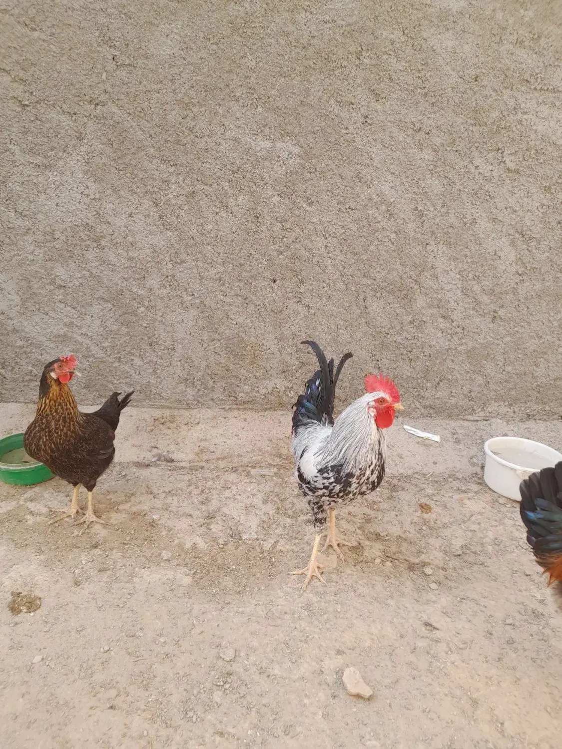 خروس سفید محلی|حیوانات مزرعه|دهدشت, |دیوار