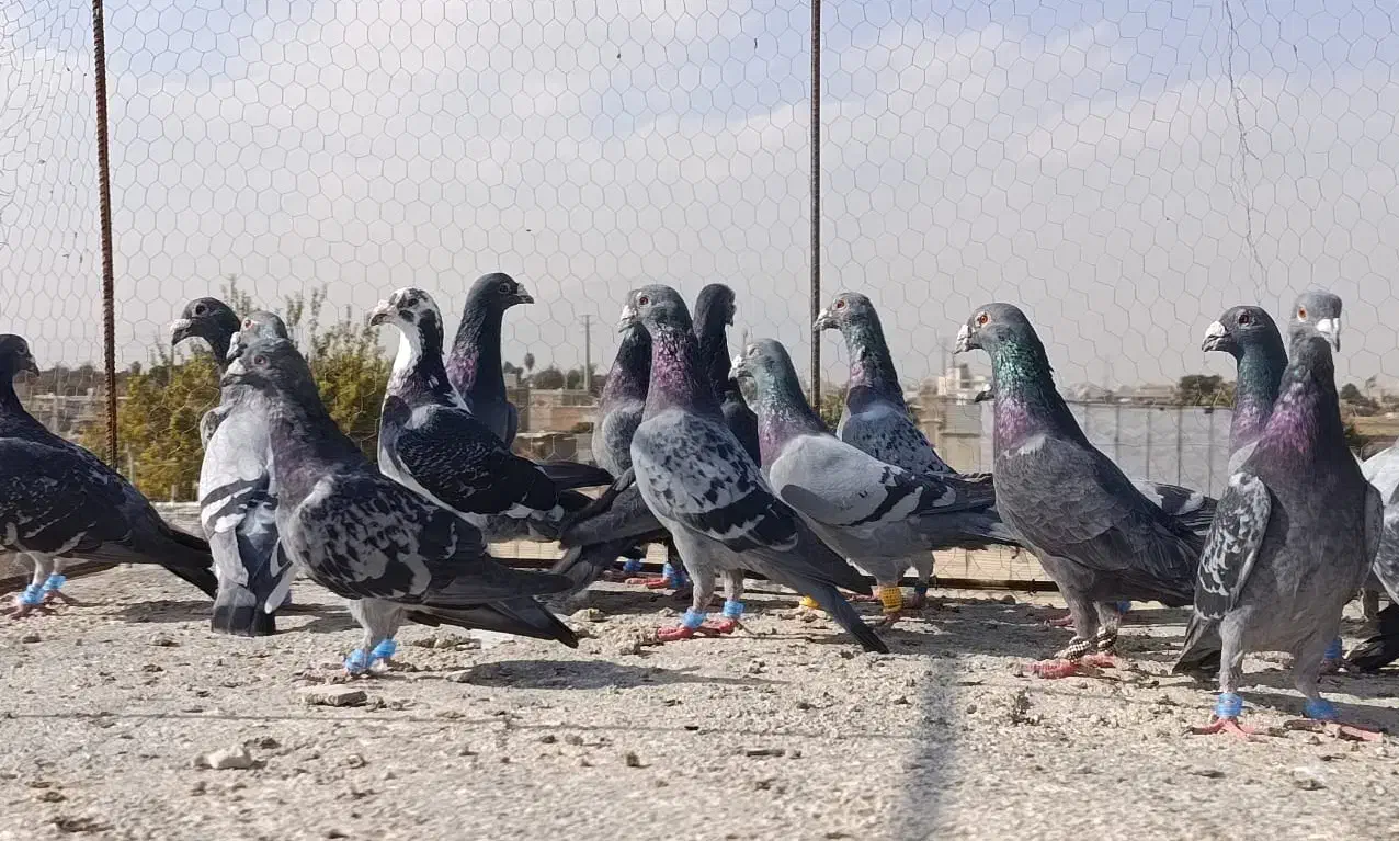 کفتر سبزوکوهی پلاکی زرنگ هوایی|پرنده|شیراز, شیخ علی چوپان|دیوار