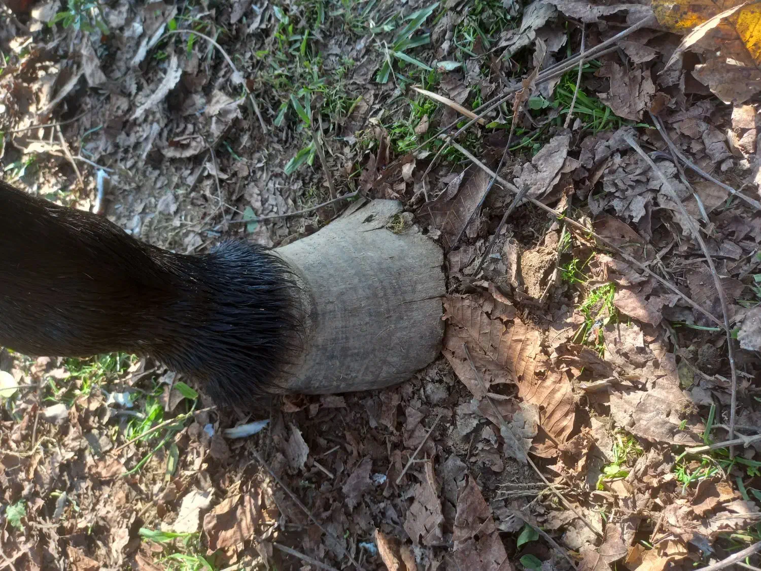 نعل بندی اسب|اسب و تجهیزات اسب‌سواری|فومن, |دیوار