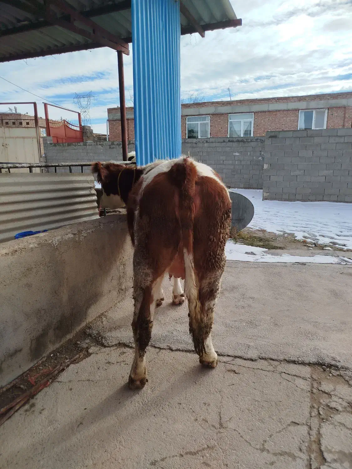 گاو|حیوانات مزرعه|میاندوآب, |دیوار