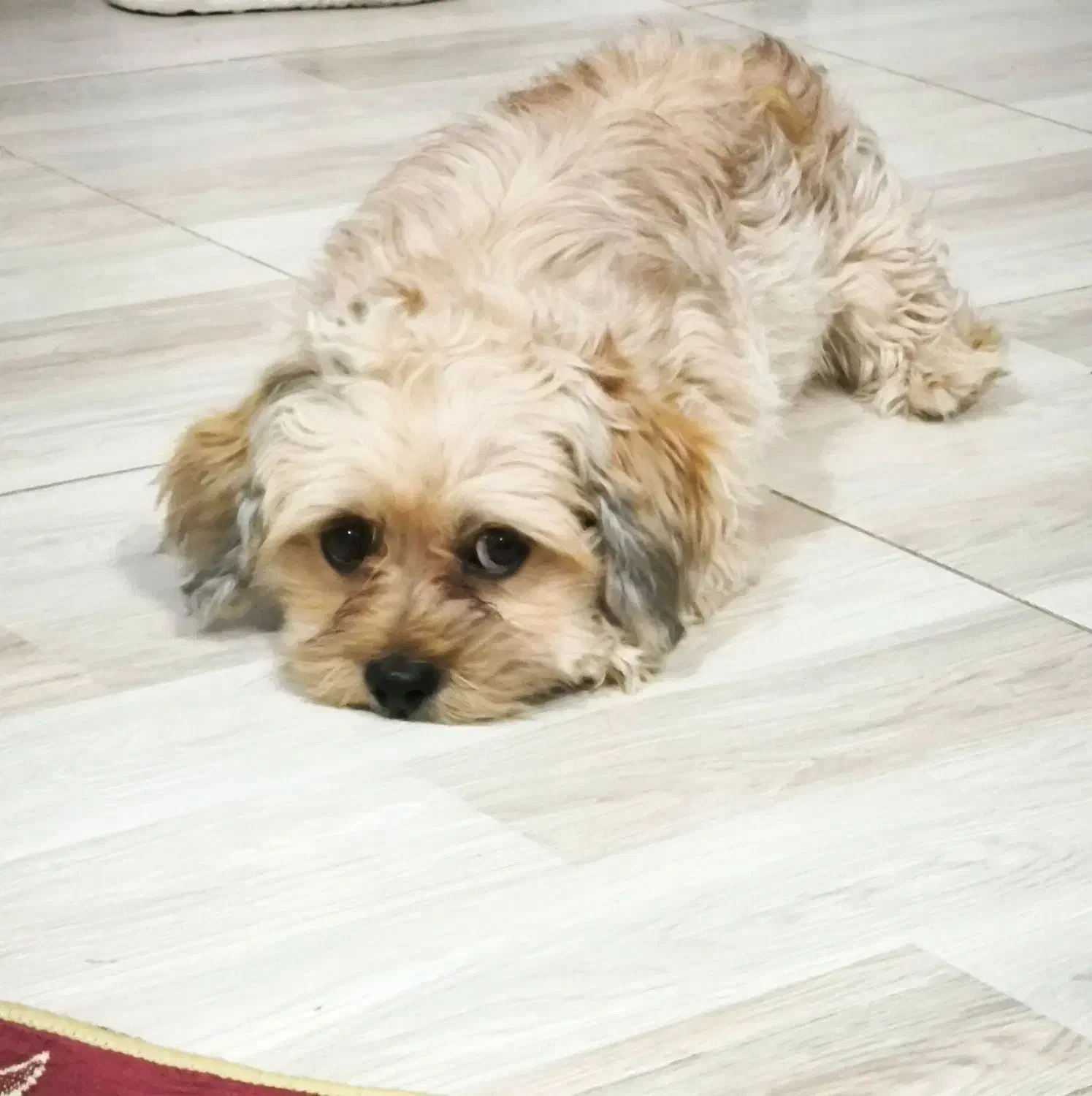 سگ پشمالو شیتزو|سگ|نیشابور, رحمت آباد|دیوار