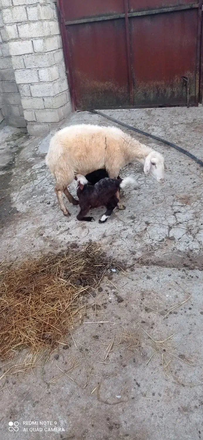 گوسفند دوقلوزا بره وره مار|حیوانات مزرعه|قائم‌شهر, |دیوار