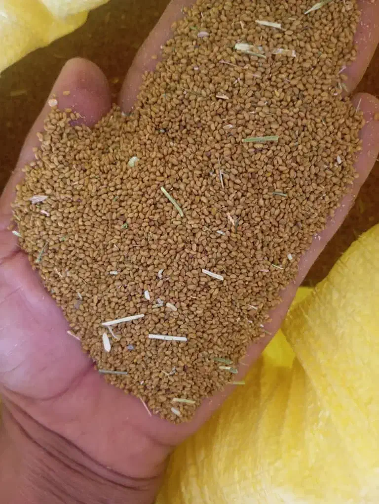 بذر.یونجه|گل و گیاه طبیعی|رودبار (کرمان), |دیوار