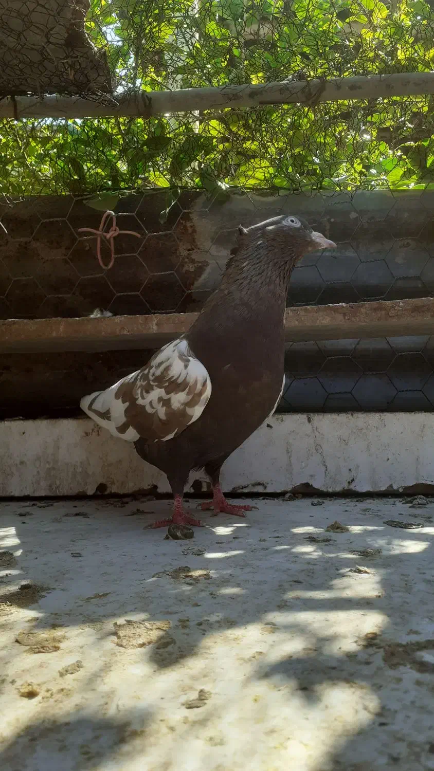 سینه‌ای|پرنده|مسجد سلیمان, |دیوار