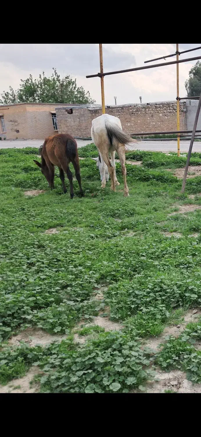 اسب|اسب و تجهیزات اسب‌سواری|سوری, |دیوار