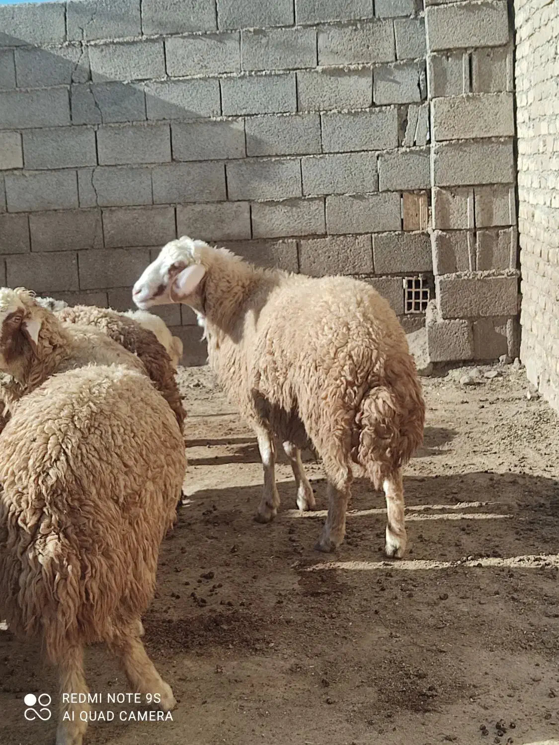 قوچ سنجابی شیشک|حیوانات مزرعه|کرمانشاه, |دیوار