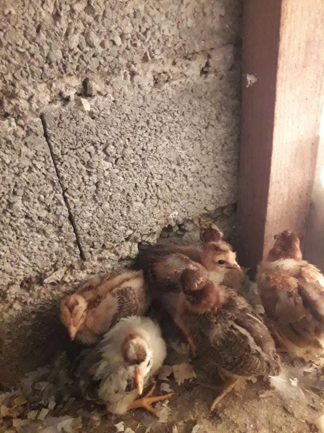 ۱۷عدد جوجه کاکلی وگردن لختی ومحلی|حیوانات مزرعه|لنگرود, |دیوار