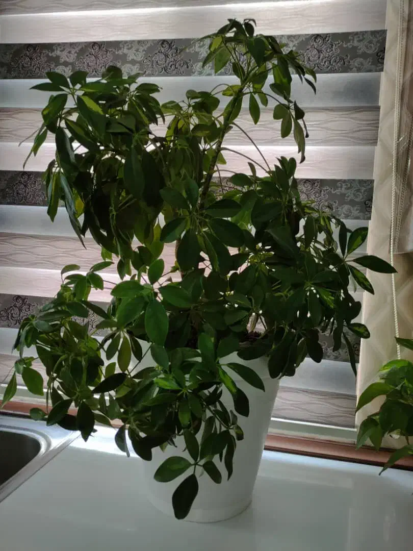 گل طبیعی|گل و گیاه طبیعی|قزوین, |دیوار