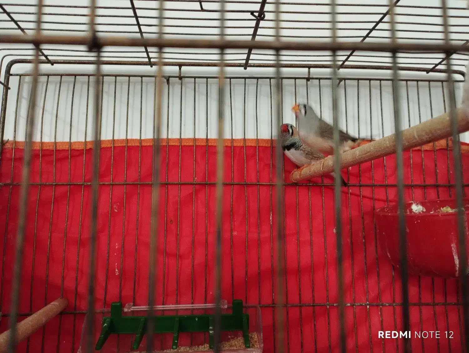 فنچ|پرنده|خمین, |دیوار