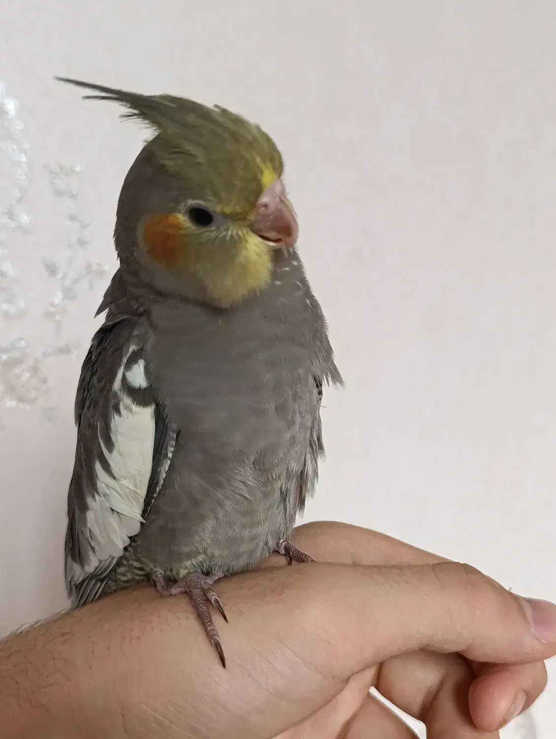 عروس هلندی|پرنده|فردیس, شهرک شهید حسینی|دیوار