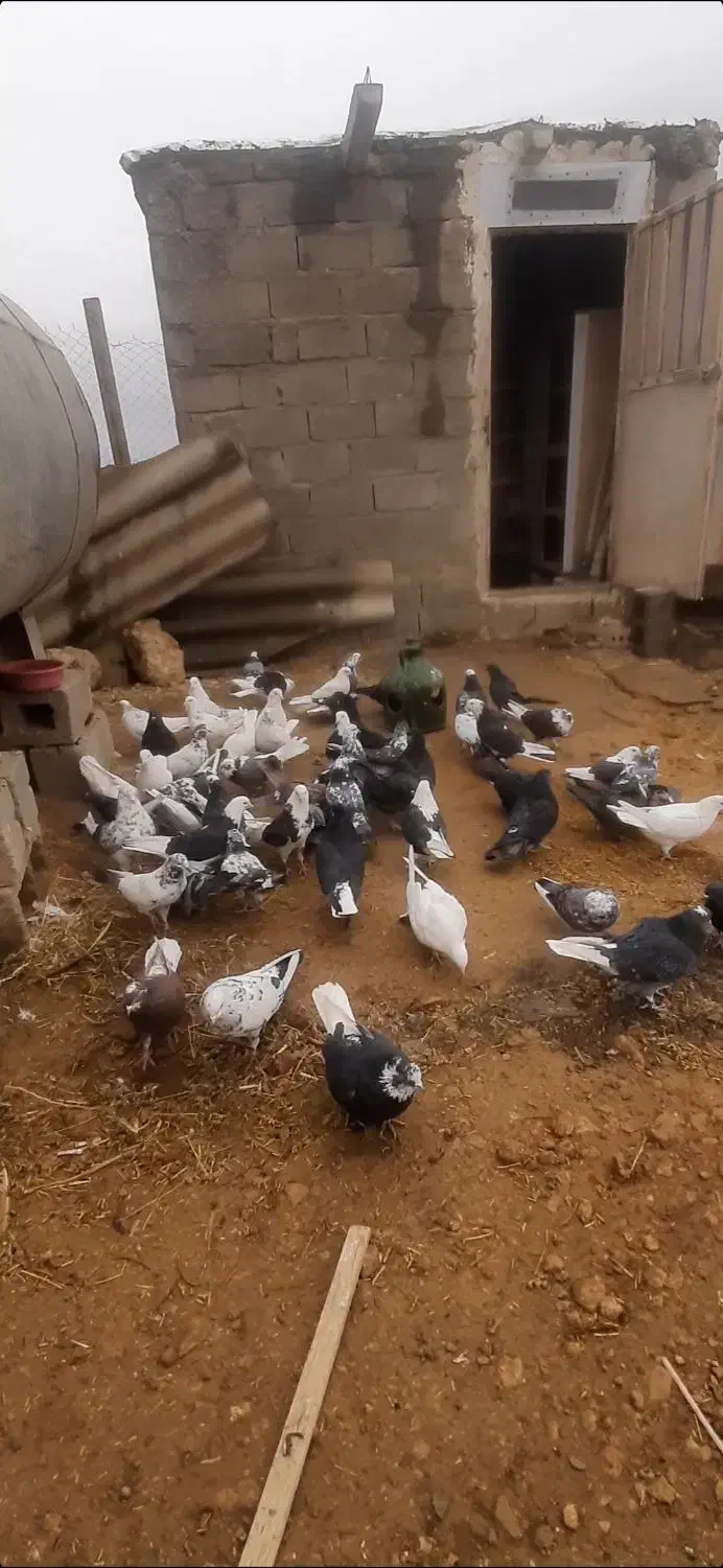 یه گنجه کبوتر پرشی ۵۵یا ۶۰ تایی|پرنده|بوکان, |دیوار