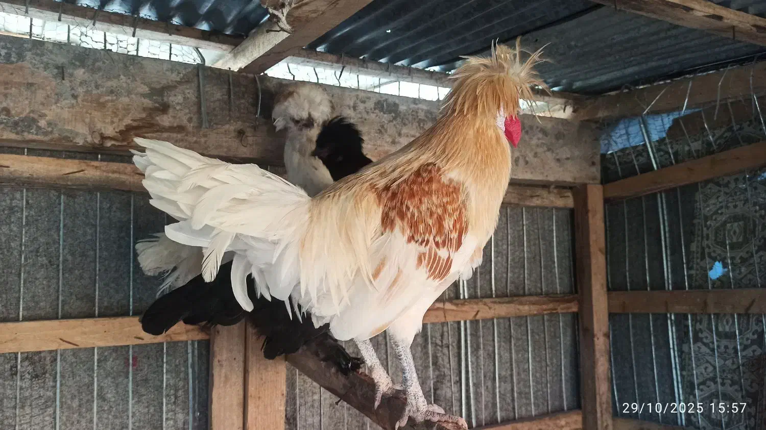 مرغ لهستانی با خروس فروشی|حیوانات مزرعه|سیاهکل, |دیوار