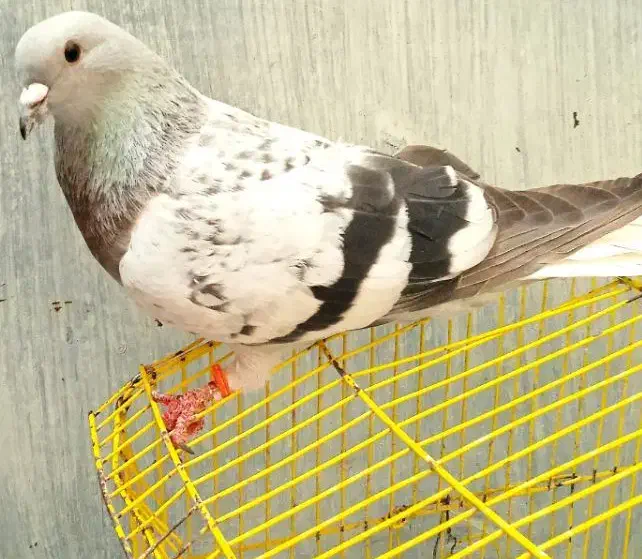 دم سفید سبزکلاغ دمسفید|پرنده|کرمان, |دیوار