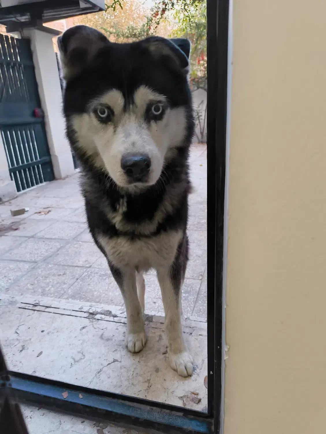 سگ هاسکی پیدا شده شهرک غرب|سگ|تهران, شهرک غرب|دیوار