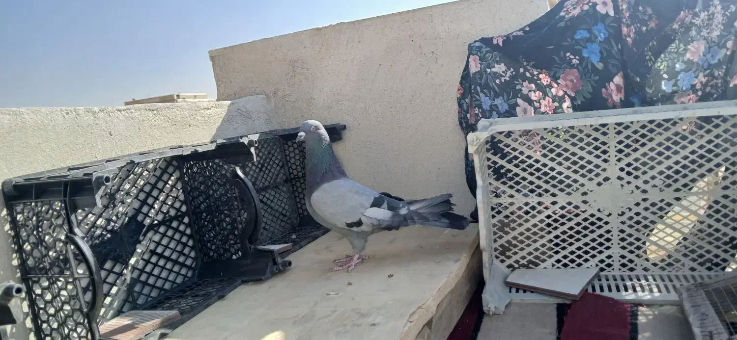 کبوتر اصفهانی|پرنده|شاهین‌شهر, نسیم ۵|دیوار