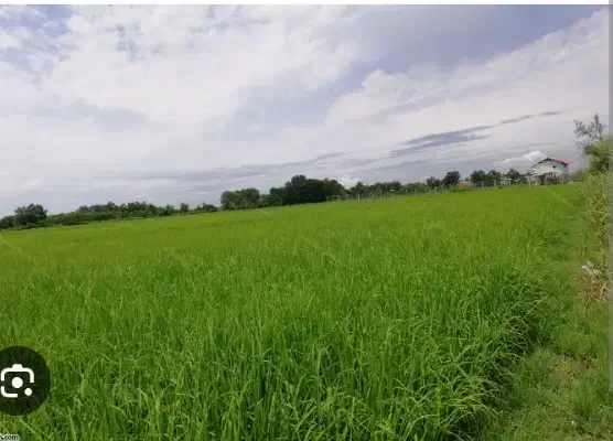 کاشت زمین برنجکاری|خدمات باغبانی و درختکاری|خرمآباد (تنکابن), |دیوار