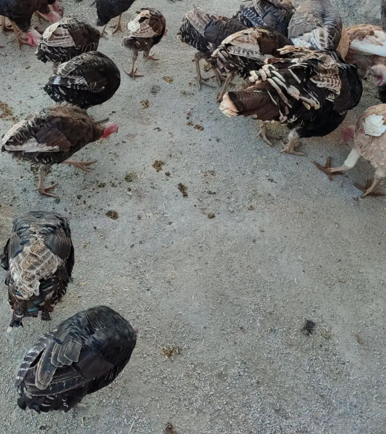 بوقلمون محلی ارگانیک صحنه|حیوانات مزرعه|صحنه, |دیوار