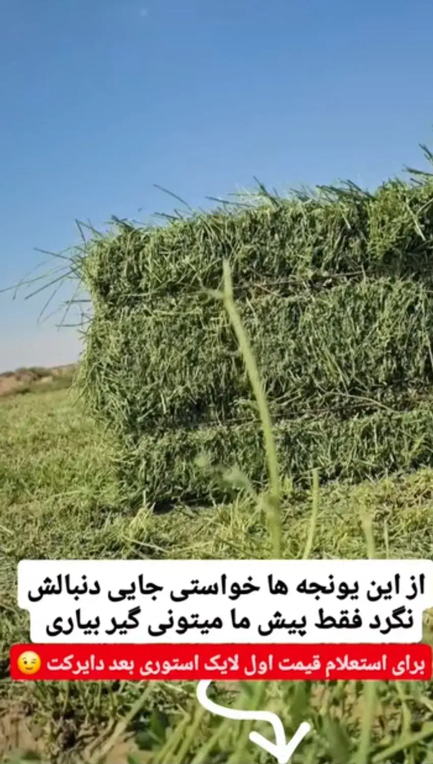 یونجه درجه یک|عمدهفروشی|زنجان, |دیوار