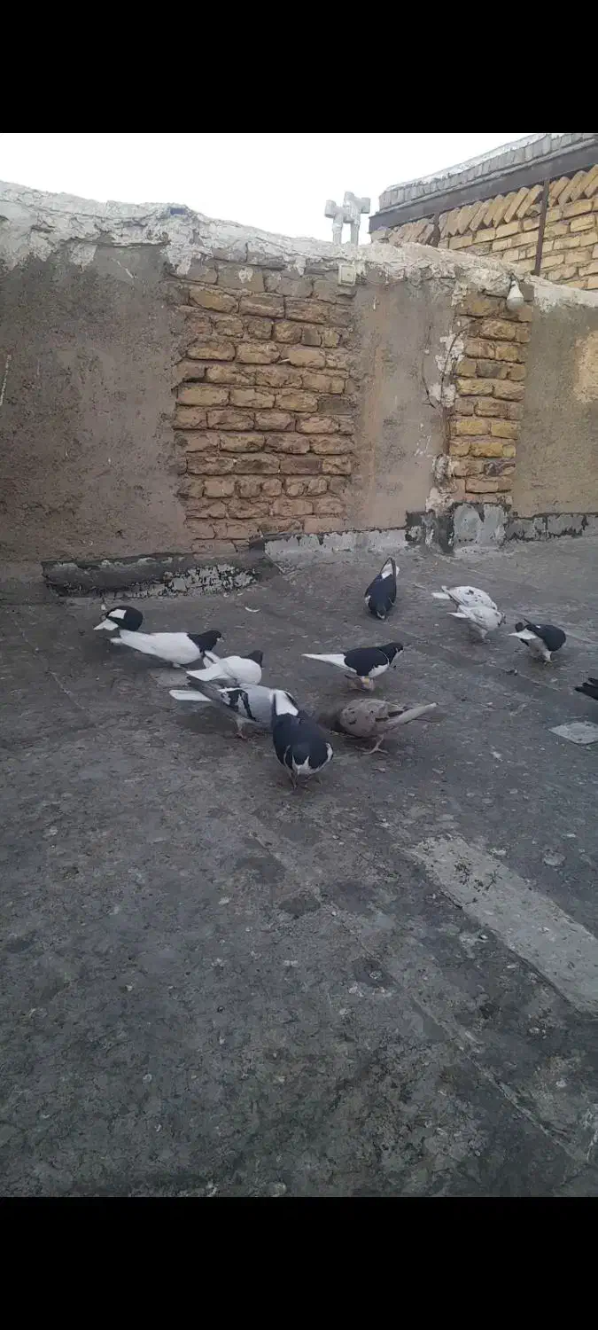 کبوتر رنگی اس اس حدود ۴۰ عدد|پرنده|تاکستان, |دیوار